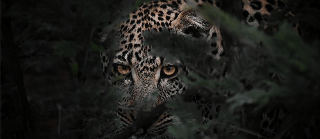 Africasense Wildlife Gallery Banner